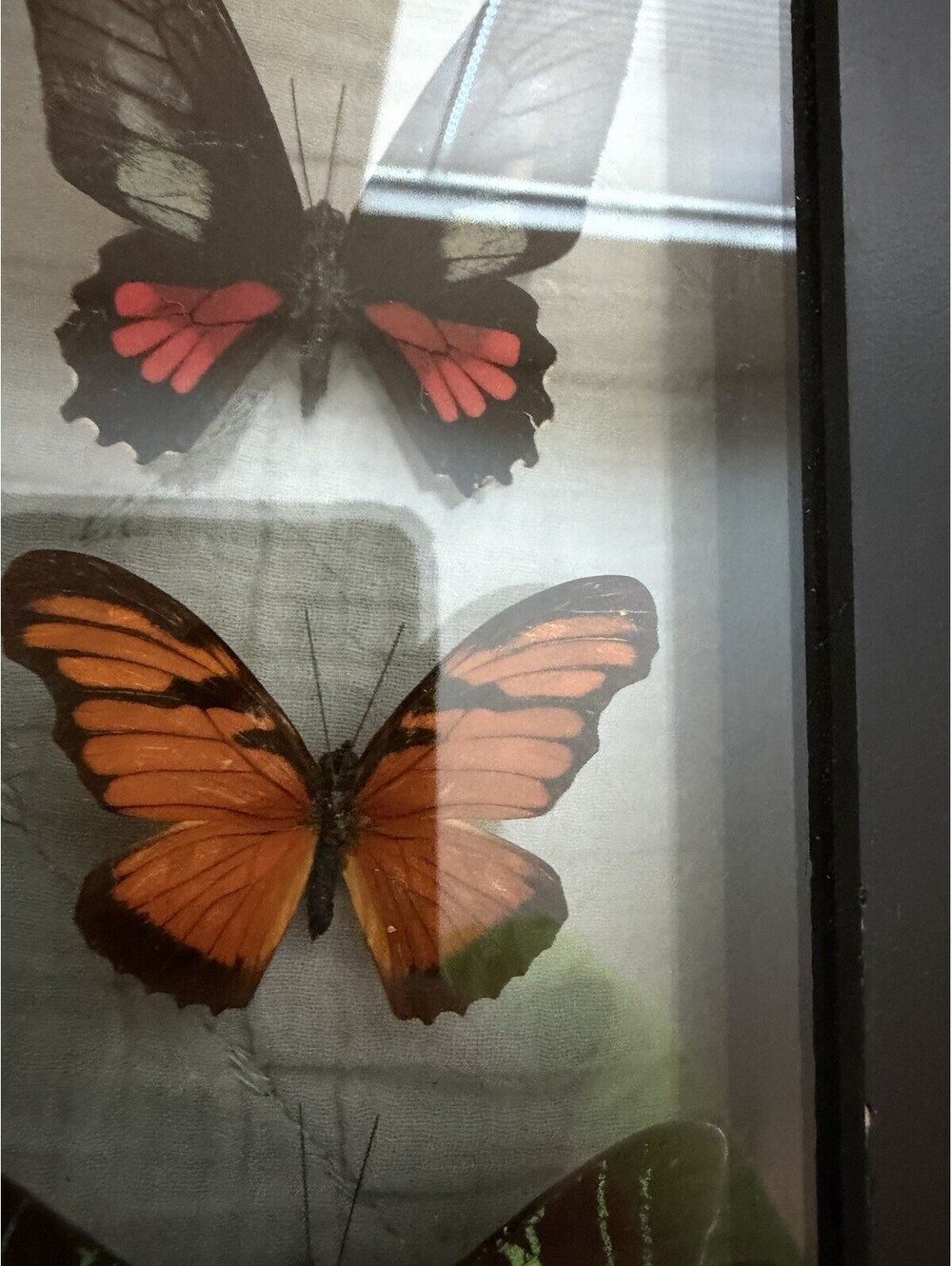 Butterfly Display - Picture 4 of 10